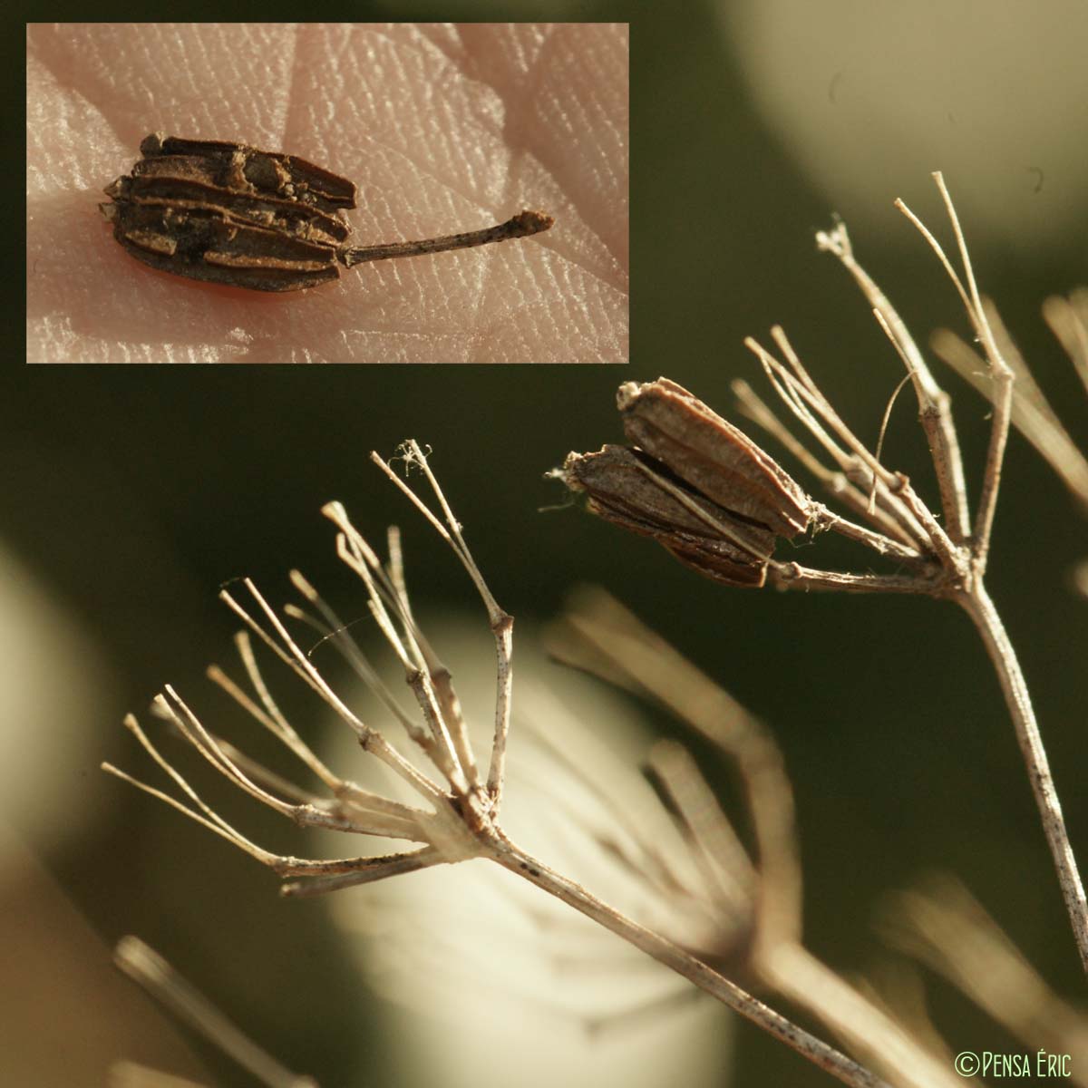 Buplèvre arbustif - Bupleurum fruticosum