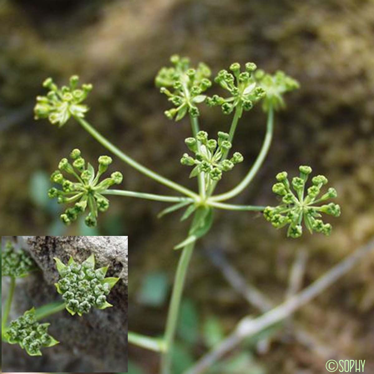 Buplèvre des pierriers - Bupleurum petraeum