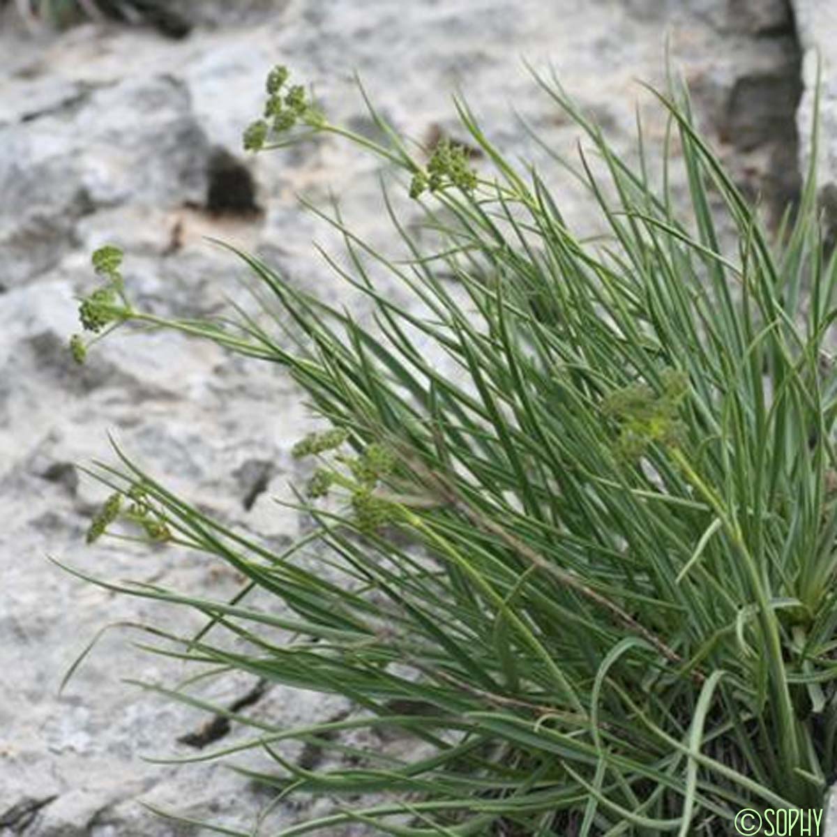 Buplèvre des pierriers - Bupleurum petraeum