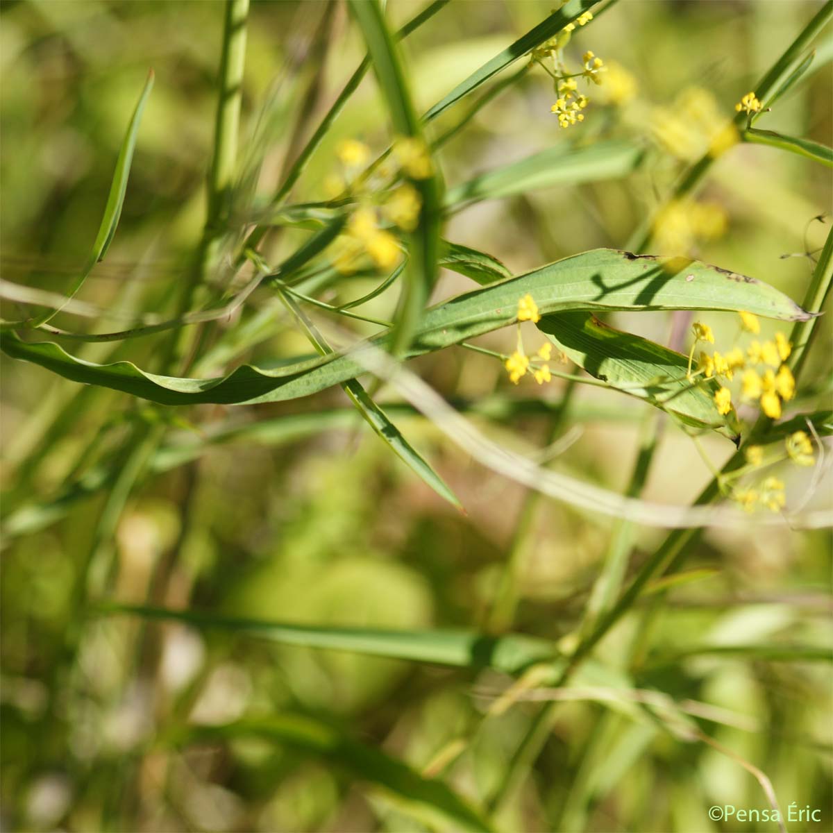 Buplèvre en faux - Bupleurum falcatum