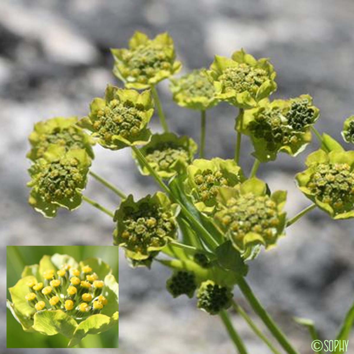 Buplèvre étoilé - Bupleurum stellatum