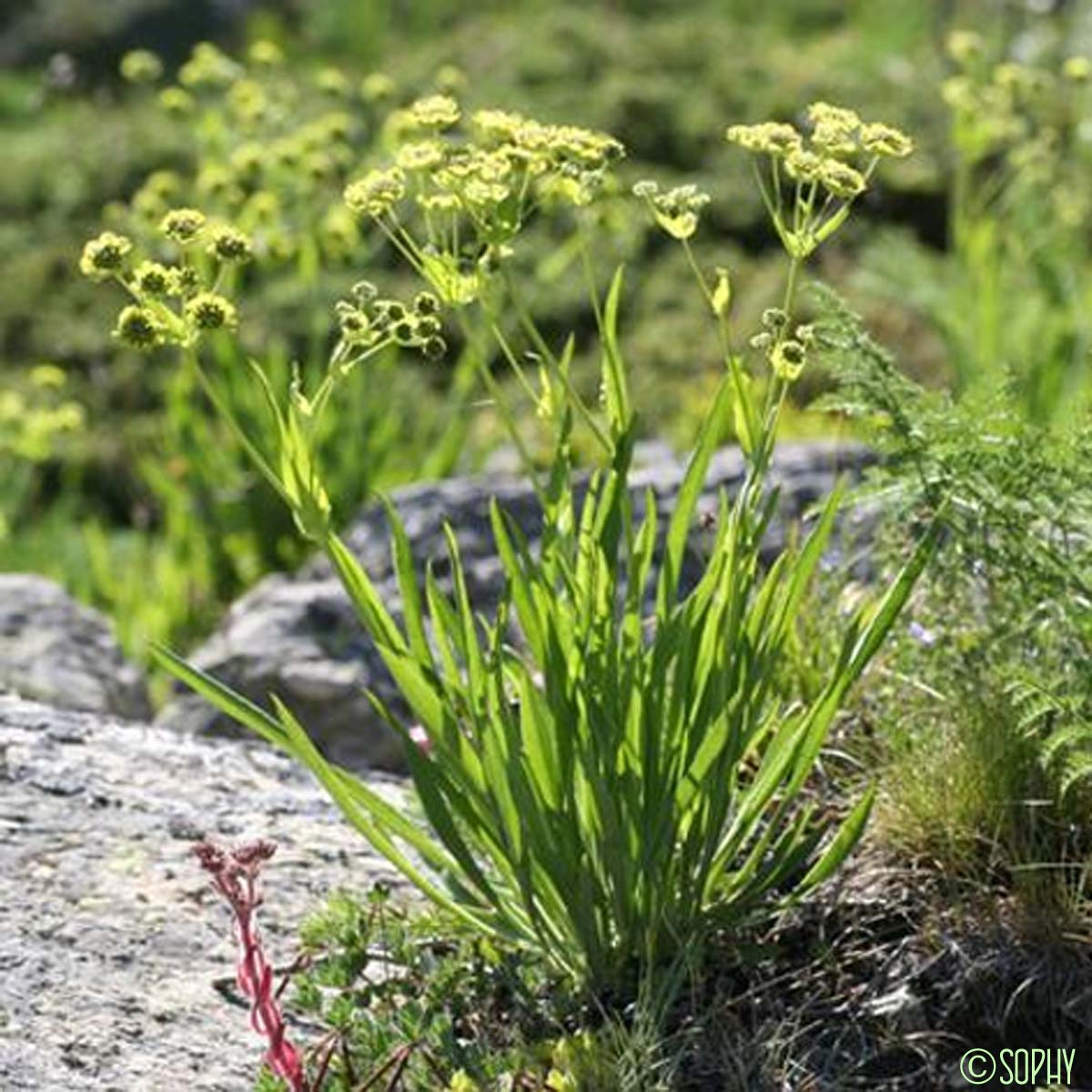 Buplèvre étoilé - Bupleurum stellatum