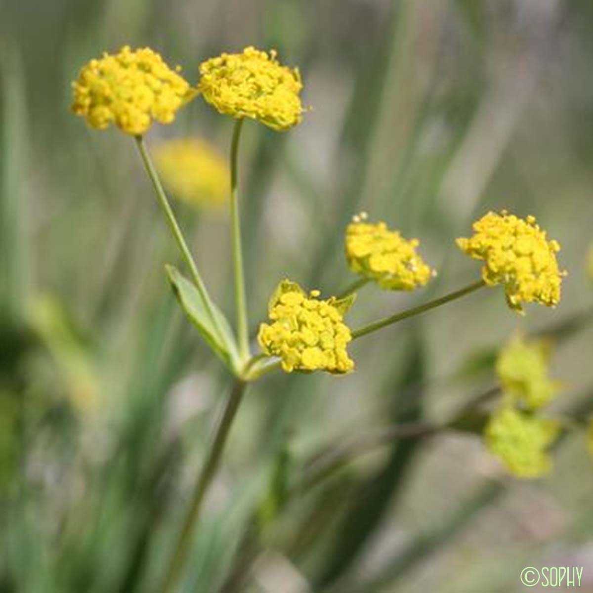 Buplèvre fausse-renoncule - Bupleurum ranunculoides subsp. ranunculoides