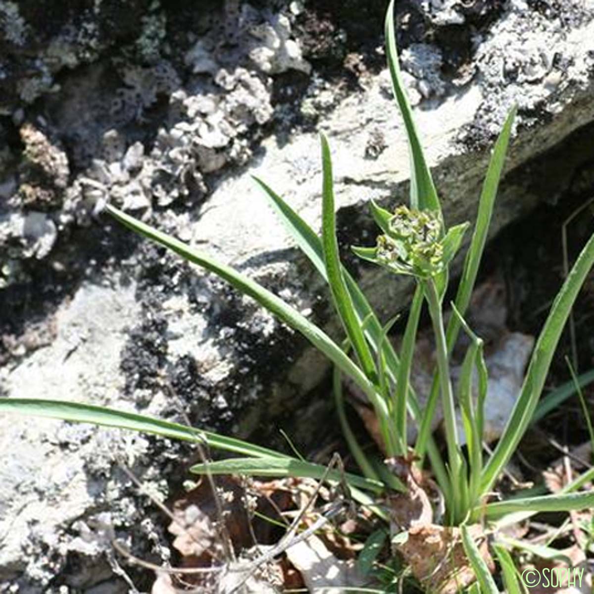 Buplèvre fausse-renoncule - Bupleurum ranunculoides subsp. ranunculoides