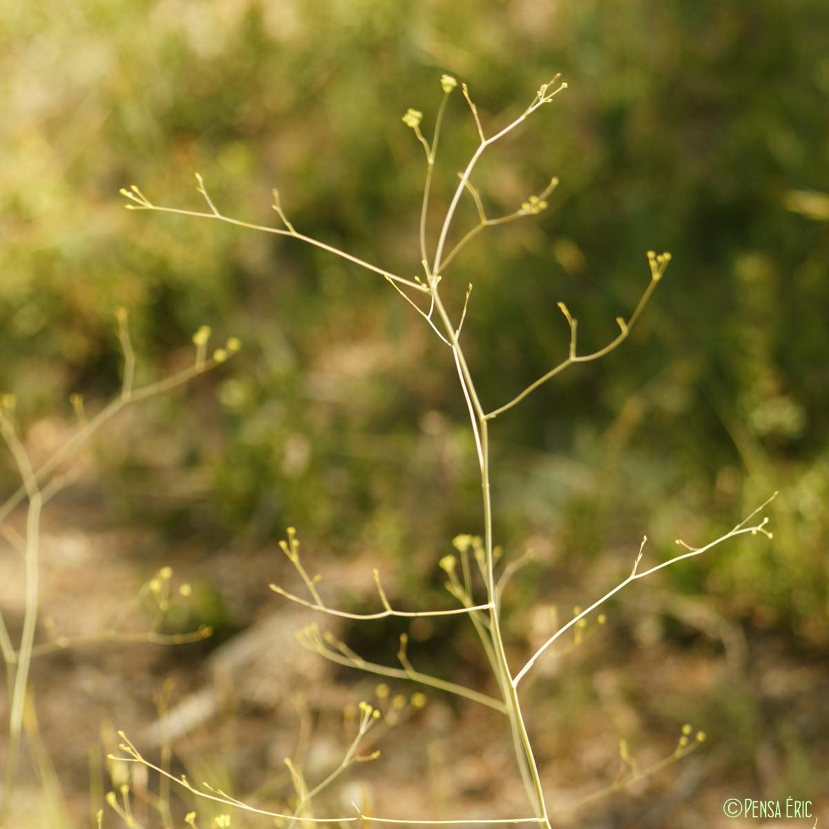 Buplèvre raide - Bupleurum rigidum subsp. rigidum