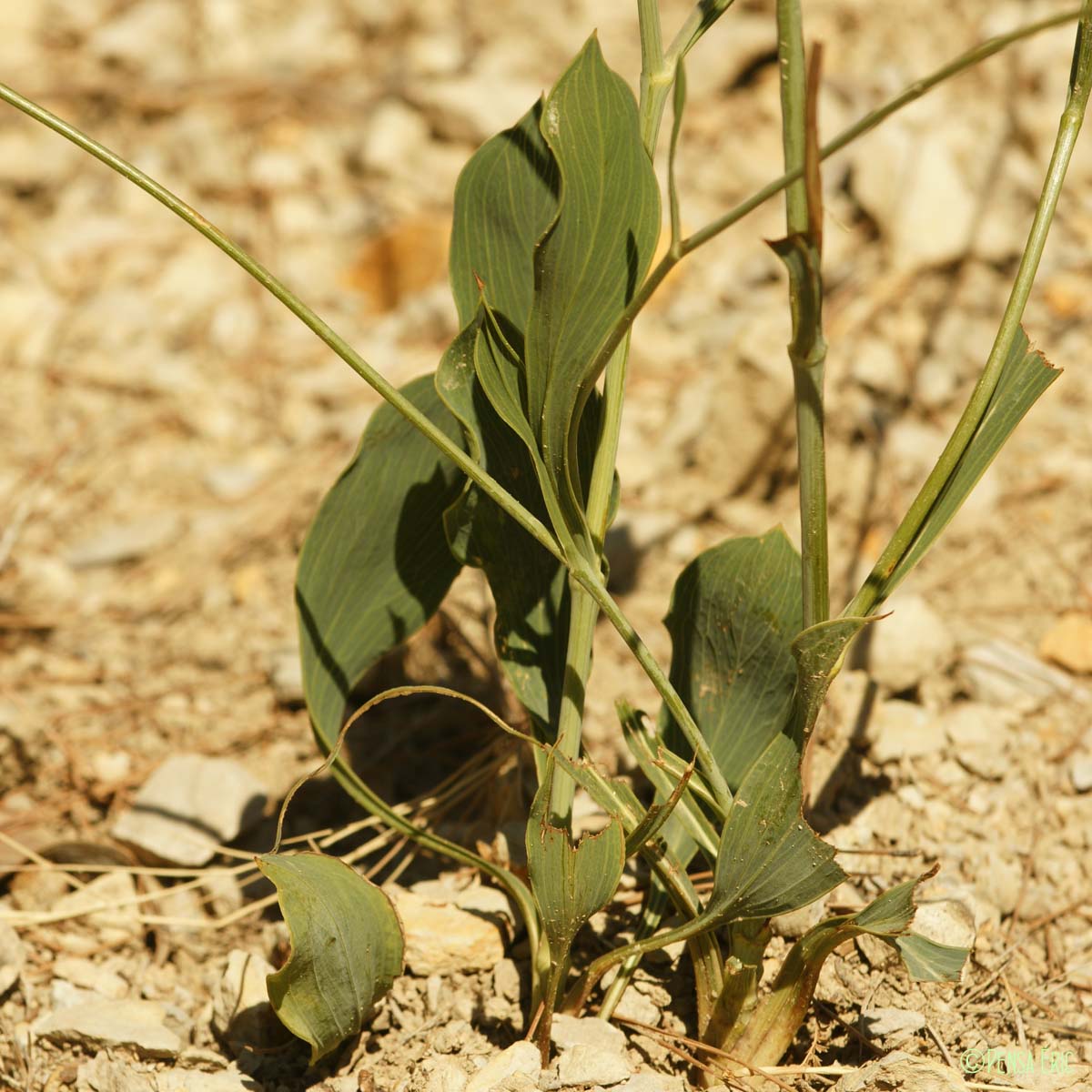 Buplèvre raide - Bupleurum rigidum subsp. rigidum