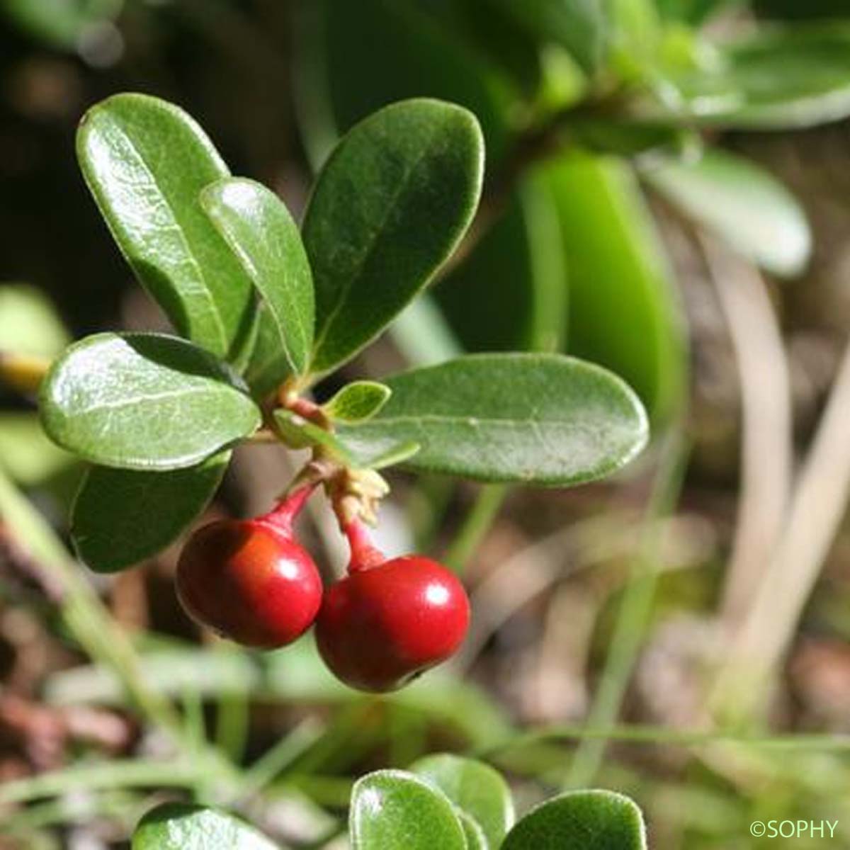 Busserole à feuilles épaisses - Arctostaphylos uva-ursi