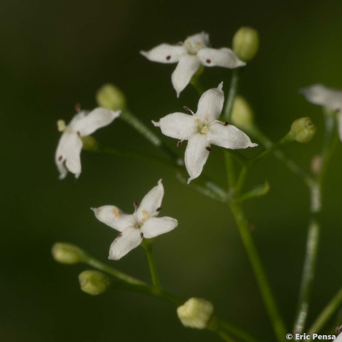 Caille-lait commun - Galium album