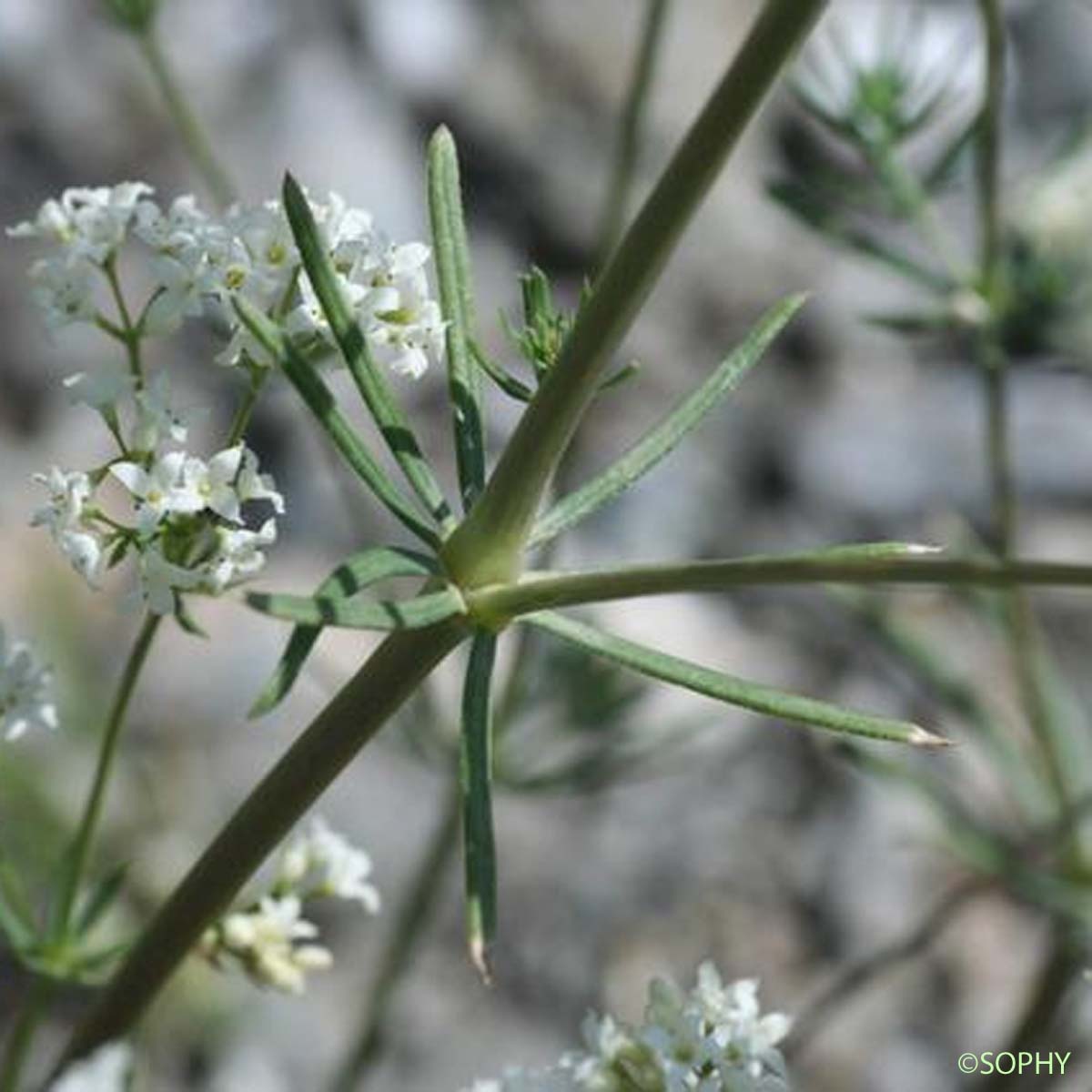 Caille-lait commun - Galium album