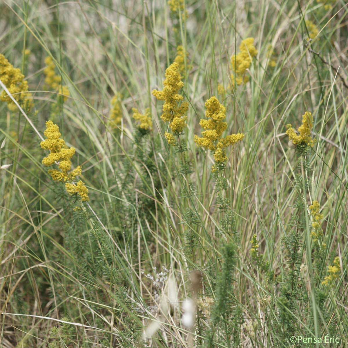 Caille-lait jaune - Galium verum subsp. verum