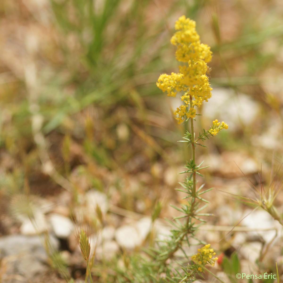 Caille-lait jaune - Galium verum subsp. verum