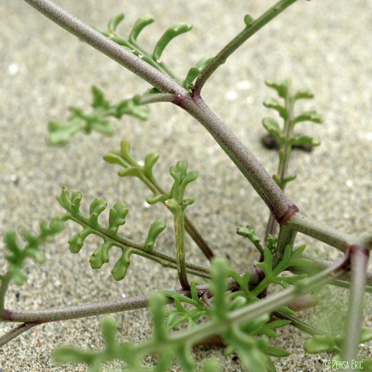 Cakilier maritime - Cakile maritima subsp. maritima