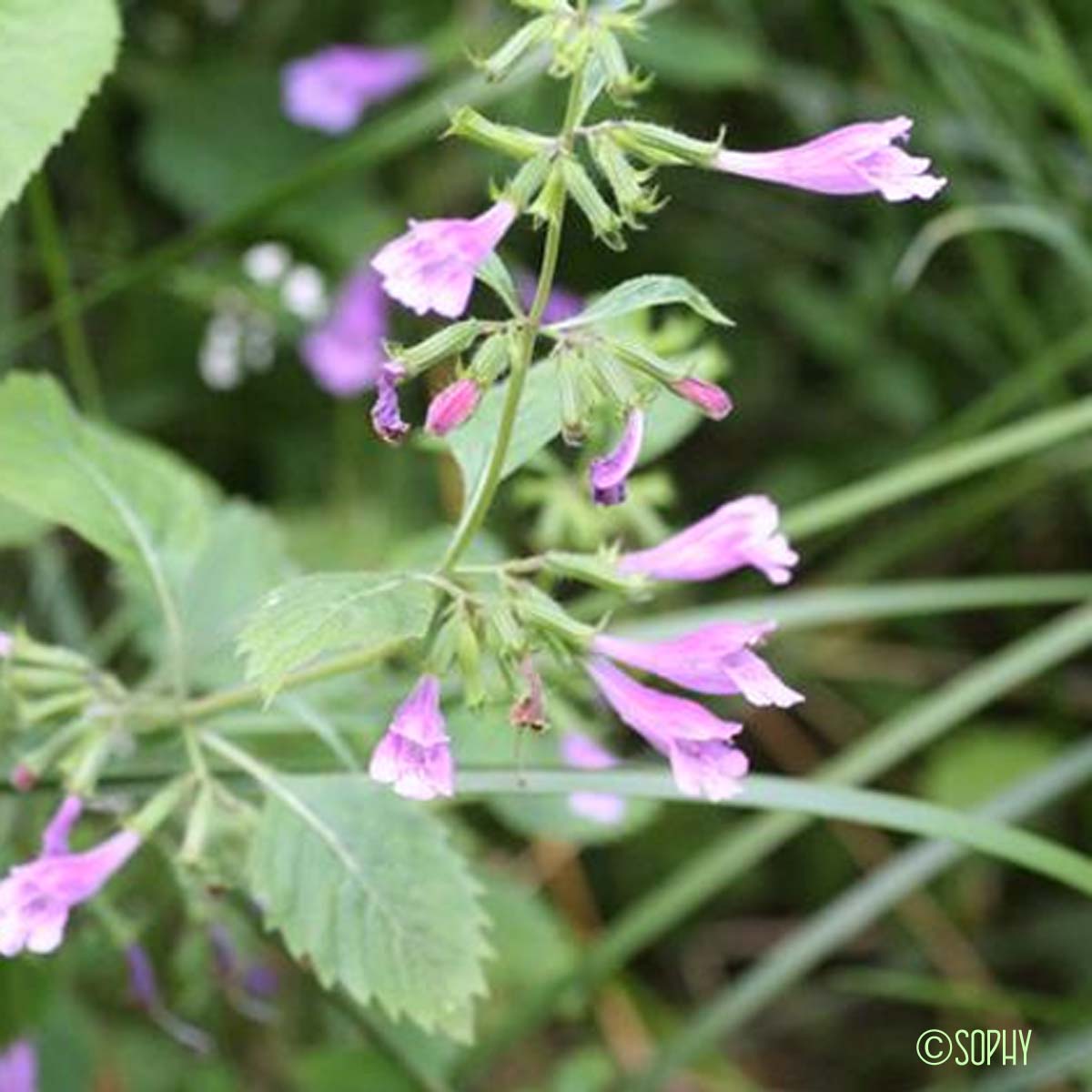 Calament à grandes fleurs - Clinopodium grandiflorum