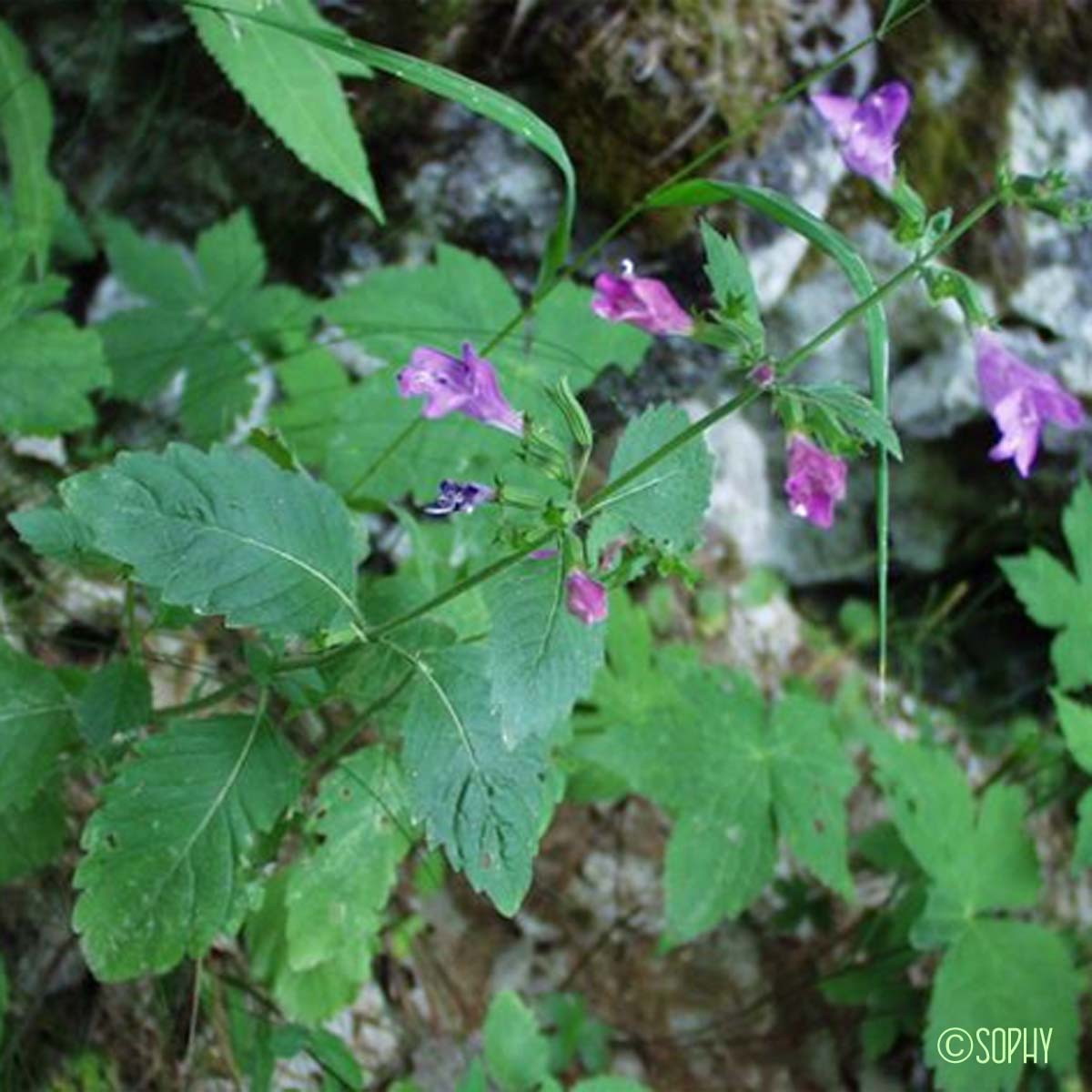 Calament à grandes fleurs - Clinopodium grandiflorum