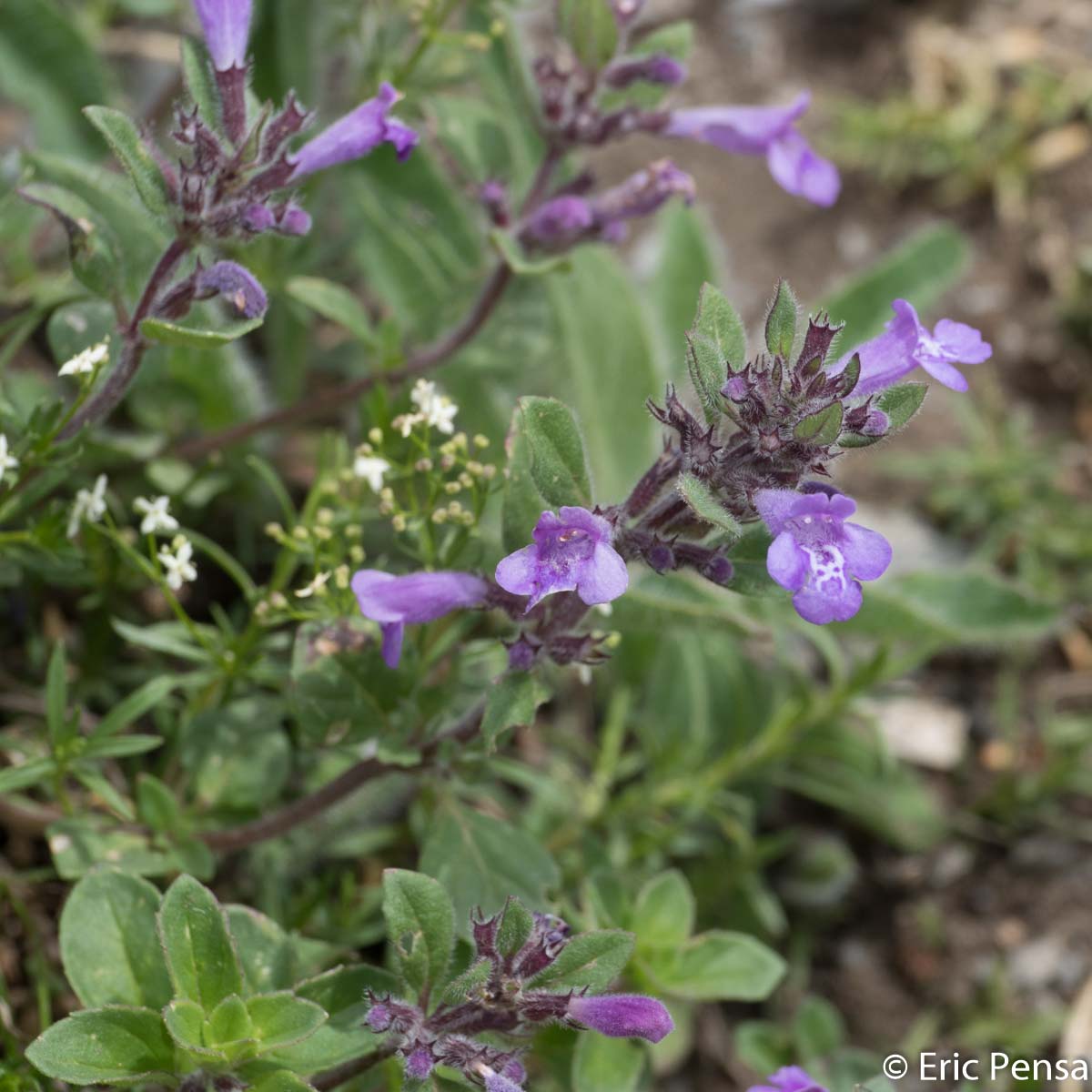 Calament des Alpes - Ziziphora granatensis subsp. alpina