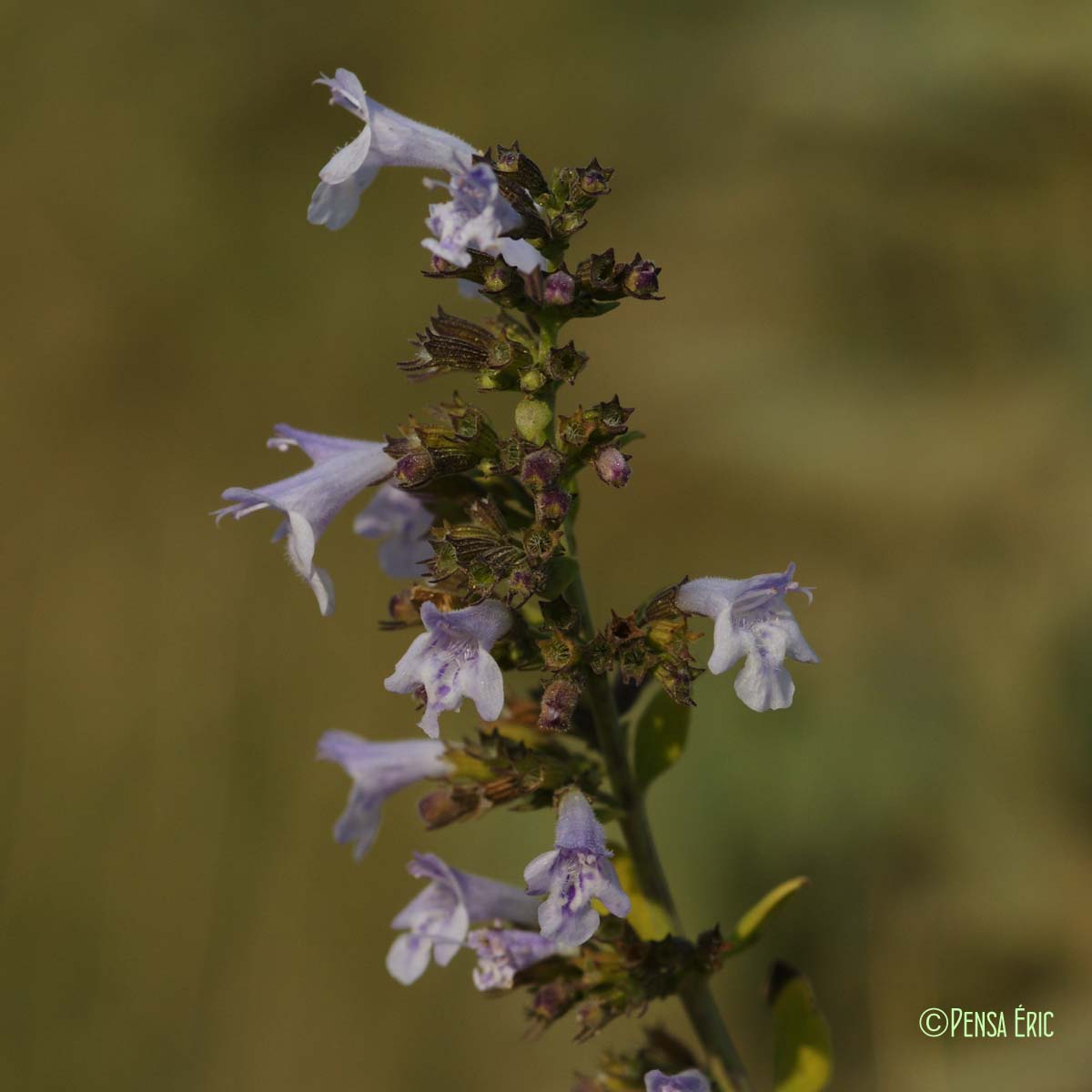 Calament népéta - Clinopodium nepeta subsp. nepeta