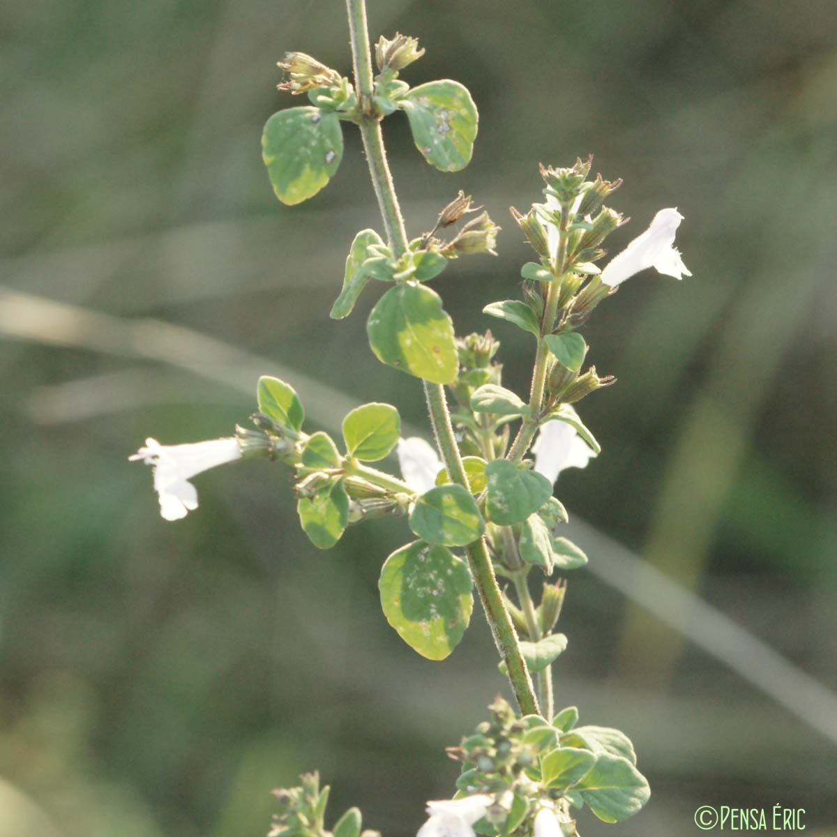 Calament népéta - Clinopodium nepeta subsp. nepeta