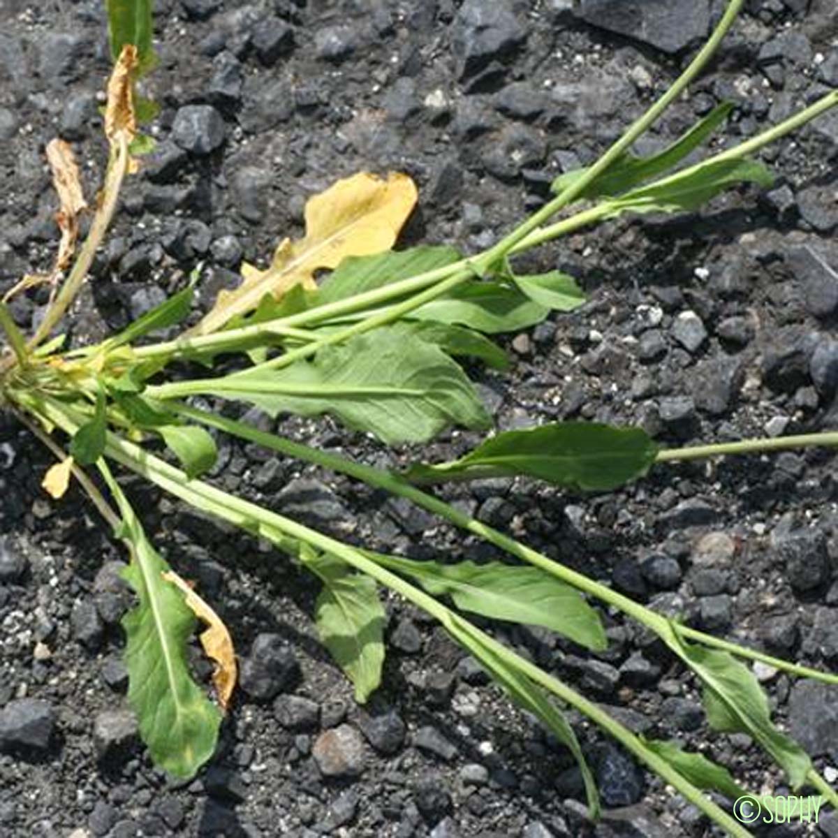 Calépine irrégulière - Calepina irregularis