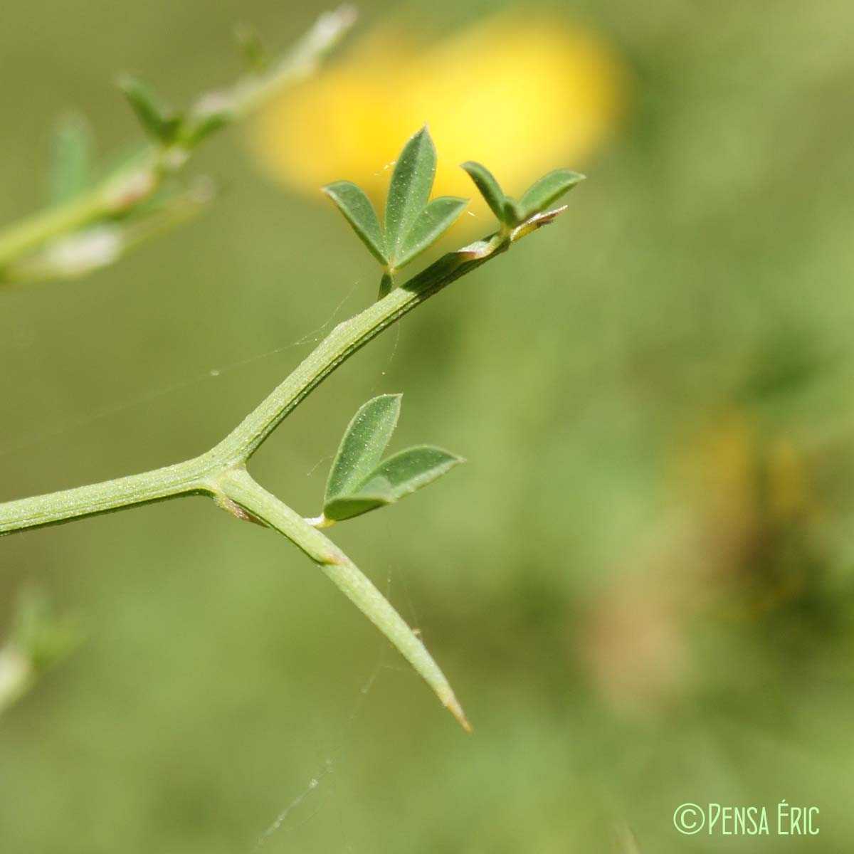 Calicotome épineux - Cytisus spinosus