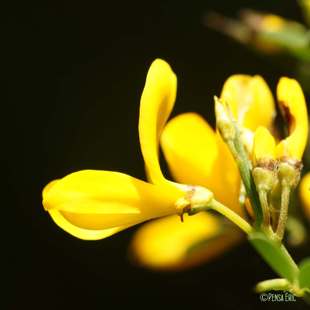 Calicotome épineux - Cytisus spinosus