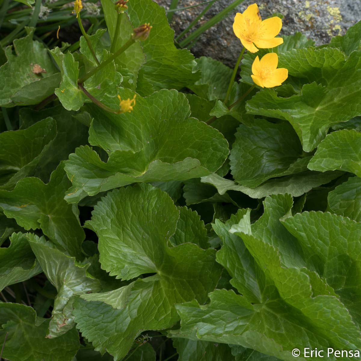 Caltha des marais - Caltha palustris