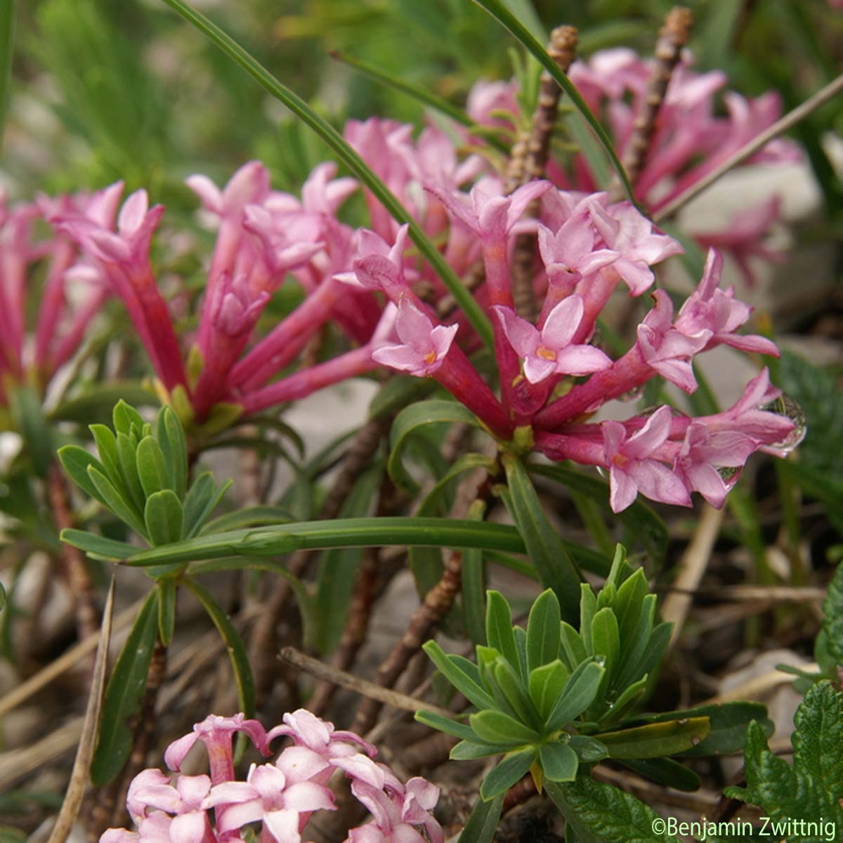 Camélée striée - Daphne striata