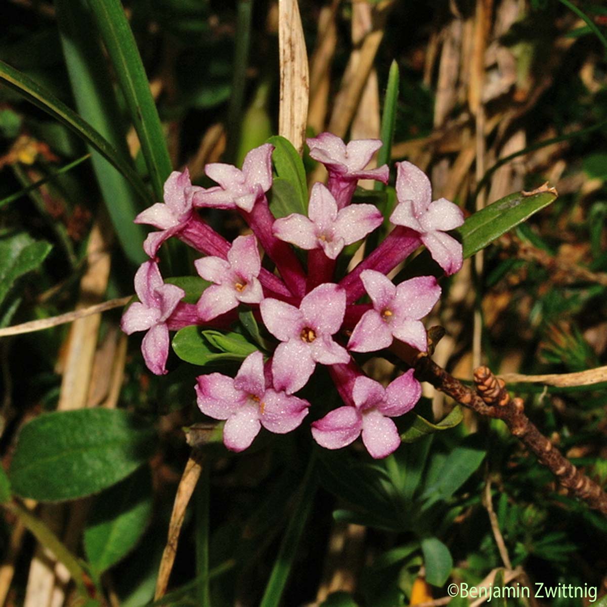 Camélée striée - Daphne striata