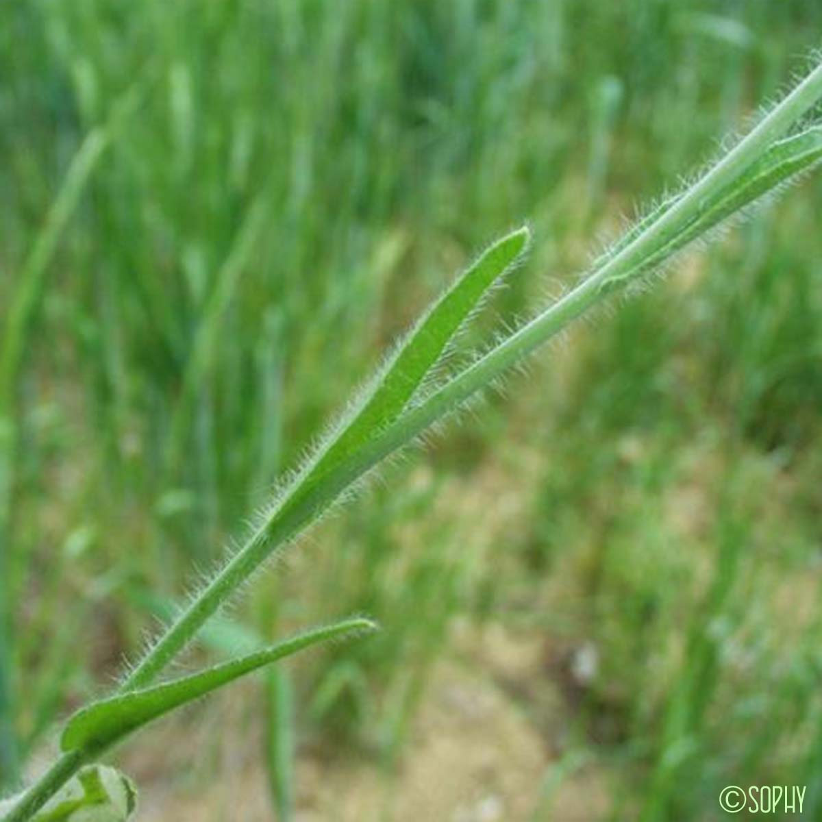 Caméline cultivée - Camelina sativa var. pilosa