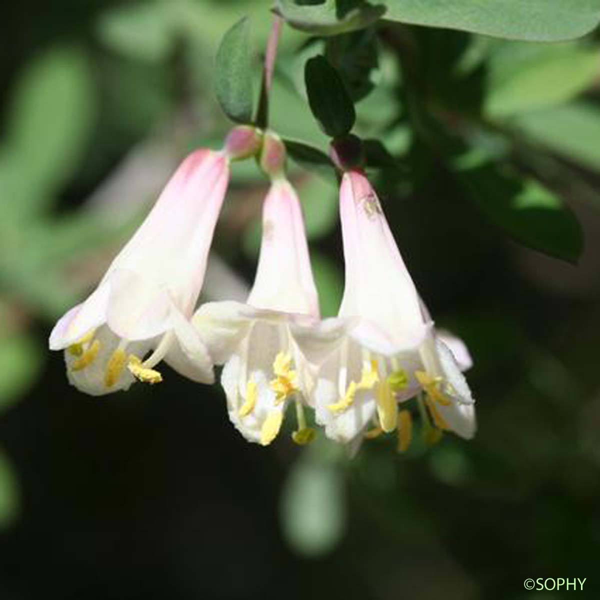 Camérisier des Pyrénées - Lonicera pyrenaica subsp. pyrenaica