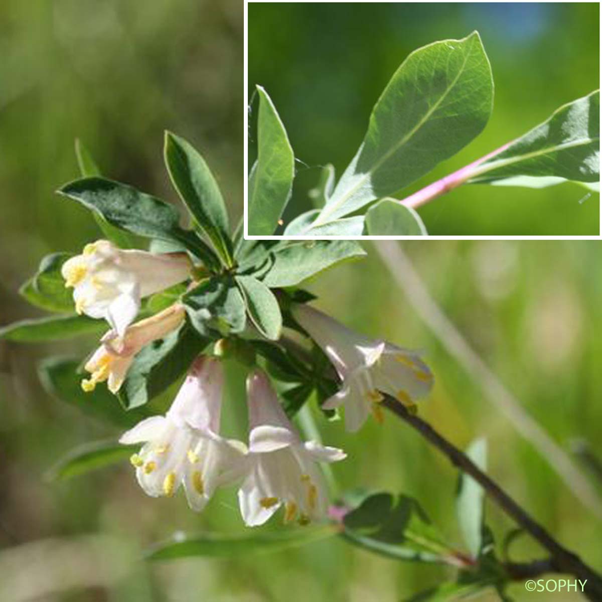 Camérisier des Pyrénées - Lonicera pyrenaica subsp. pyrenaica