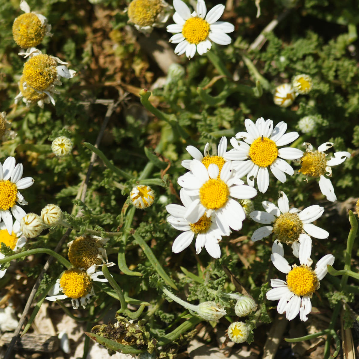 Camomille maritime - Anthemis maritima subsp. maritima