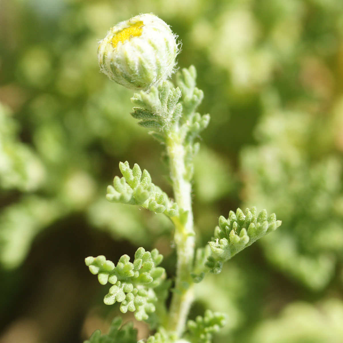 Camomille maritime - Anthemis maritima subsp. maritima