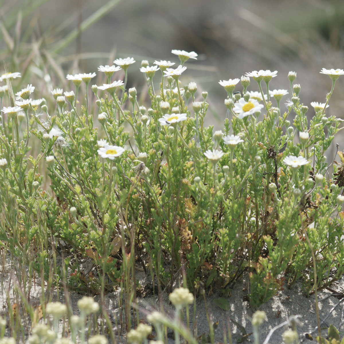 Camomille maritime - Anthemis maritima subsp. maritima