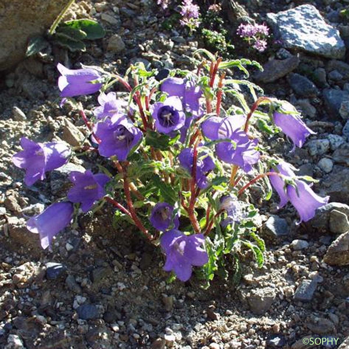 Campanule à belles fleurs - Campanula speciosa