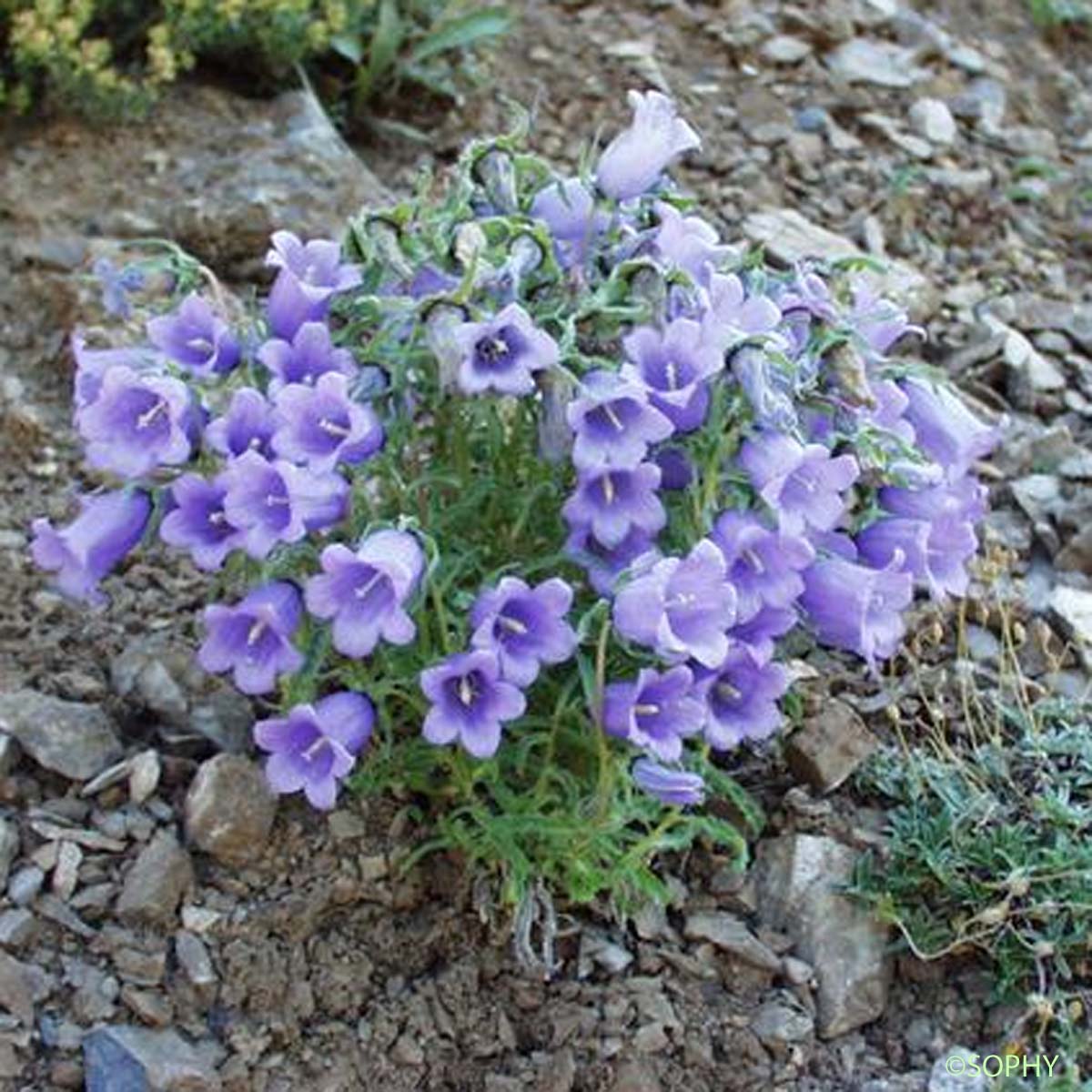 Campanule à belles fleurs - Campanula speciosa