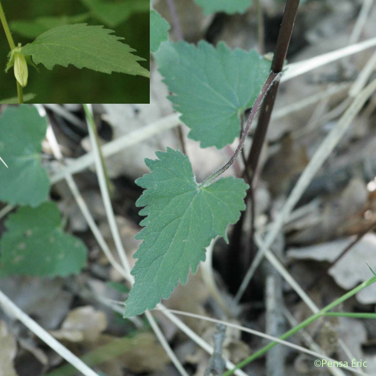 Campanule à feuilles d'ortie - Campanula trachelium subsp. trachelium