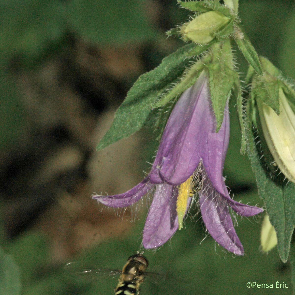 Campanule à feuilles d'ortie - Campanula trachelium subsp. trachelium