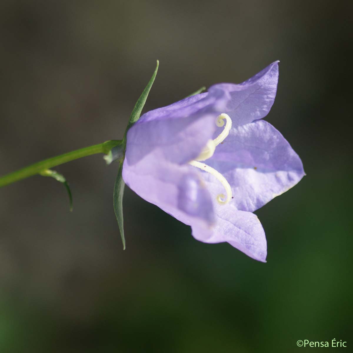 Campanule à feuilles de pêcher - Campanula persicifolia