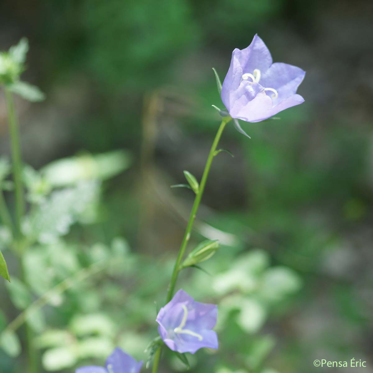 Campanule à feuilles de pêcher - Campanula persicifolia