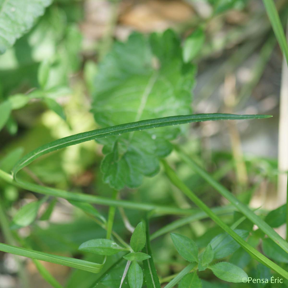 Campanule à feuilles de pêcher - Campanula persicifolia