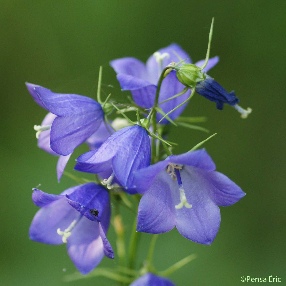 Campanule à feuilles en losange - Campanula rhomboidalis