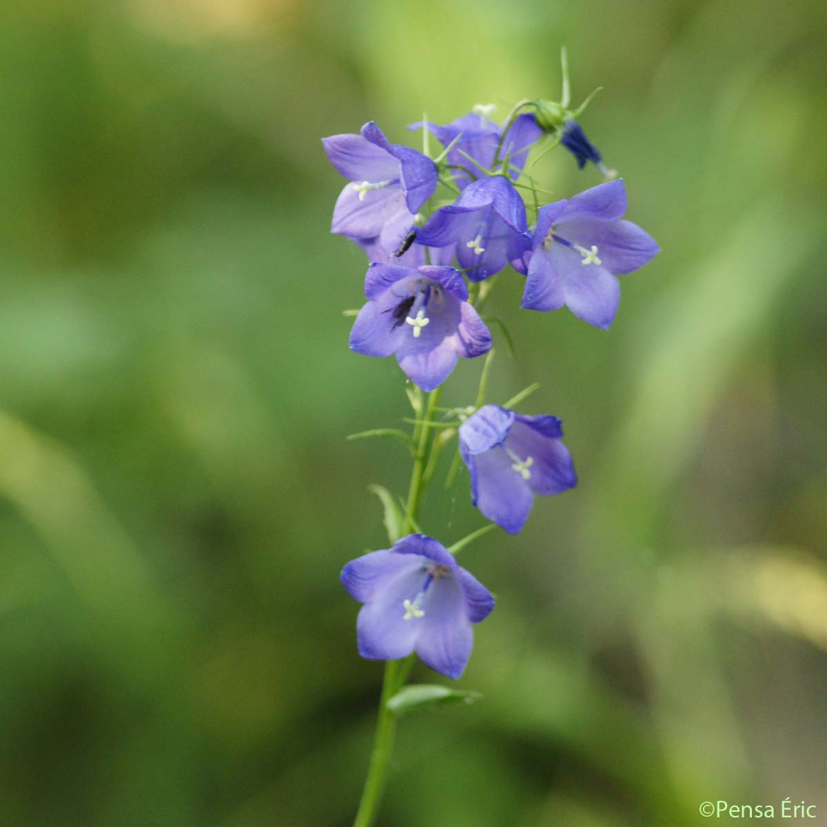 Campanule à feuilles en losange - Campanula rhomboidalis