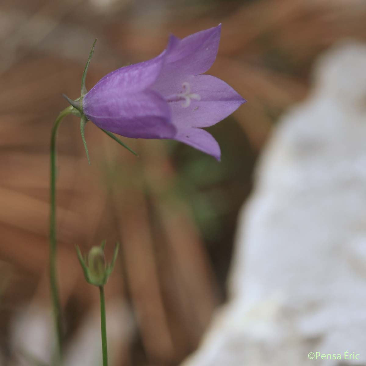 Campanule à feuilles rondes - Campanula rotundifolia subsp. rotundifolia