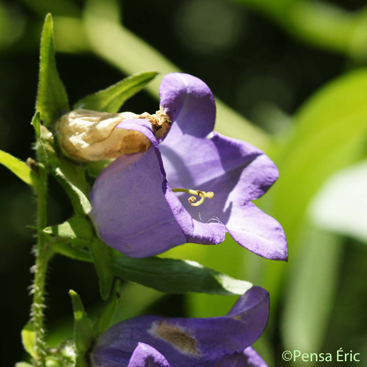 Campanule à grandes fleurs - Campanula medium