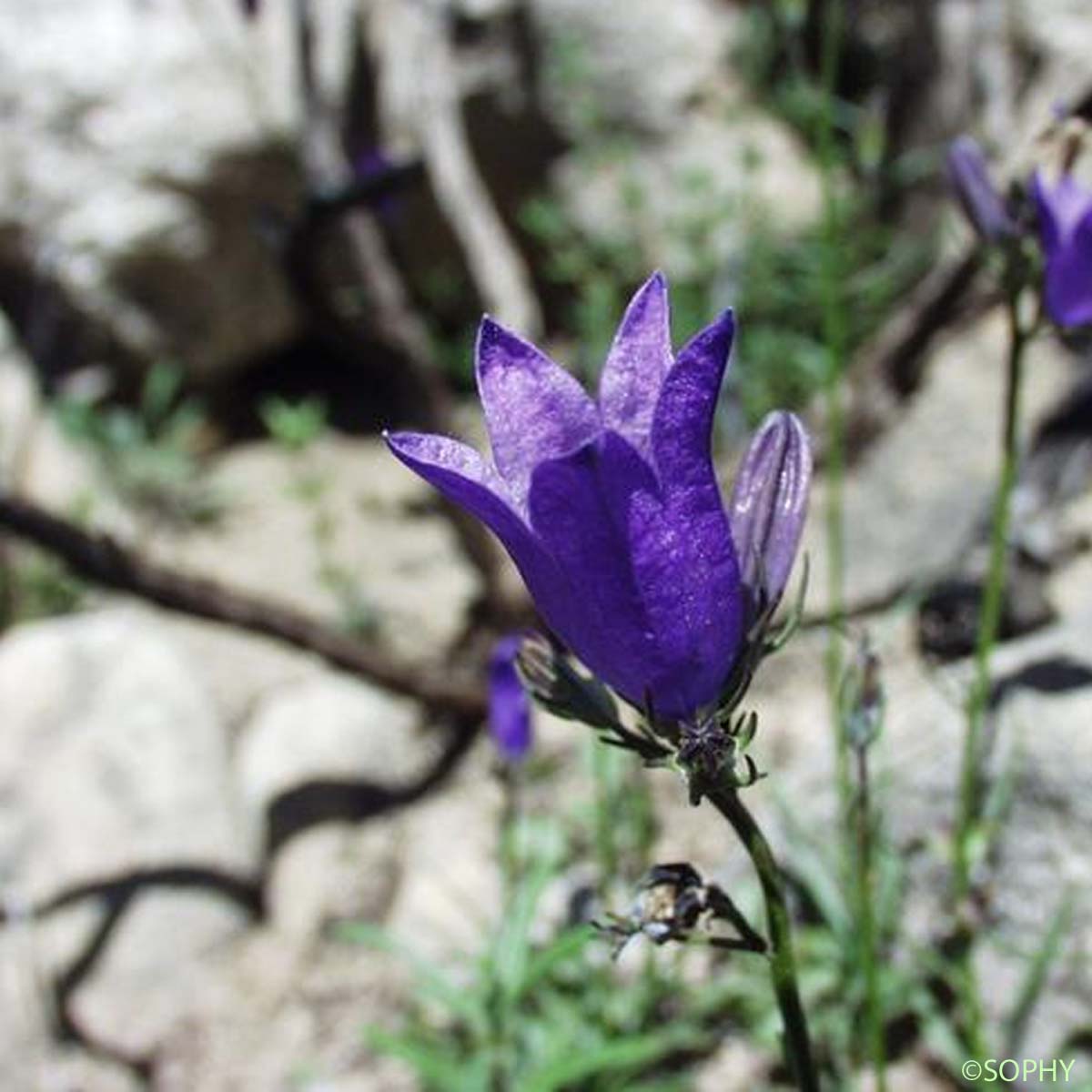 Campanule à grosses racines - Campanula rotundifolia subsp. macrorhiza