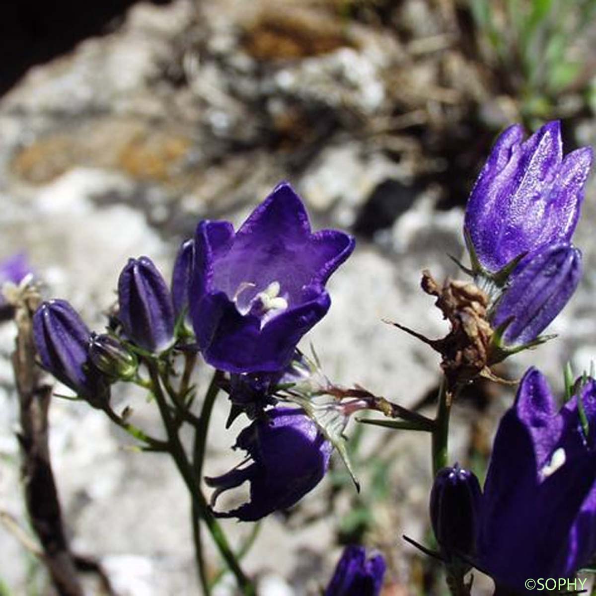 Campanule à grosses racines - Campanula rotundifolia subsp. macrorhiza