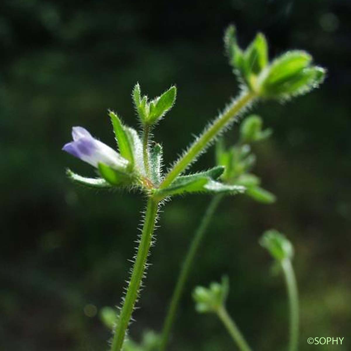 Campanule à petites fleurs - Campanula erinus