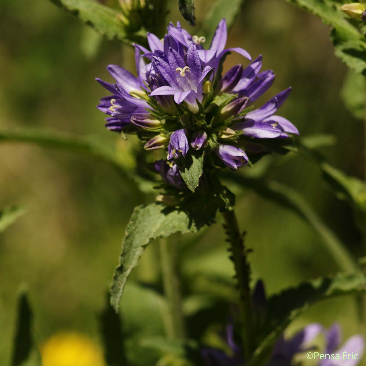 Campanule à fleurs agglomérées - Campanula glomerata subsp. glomerata