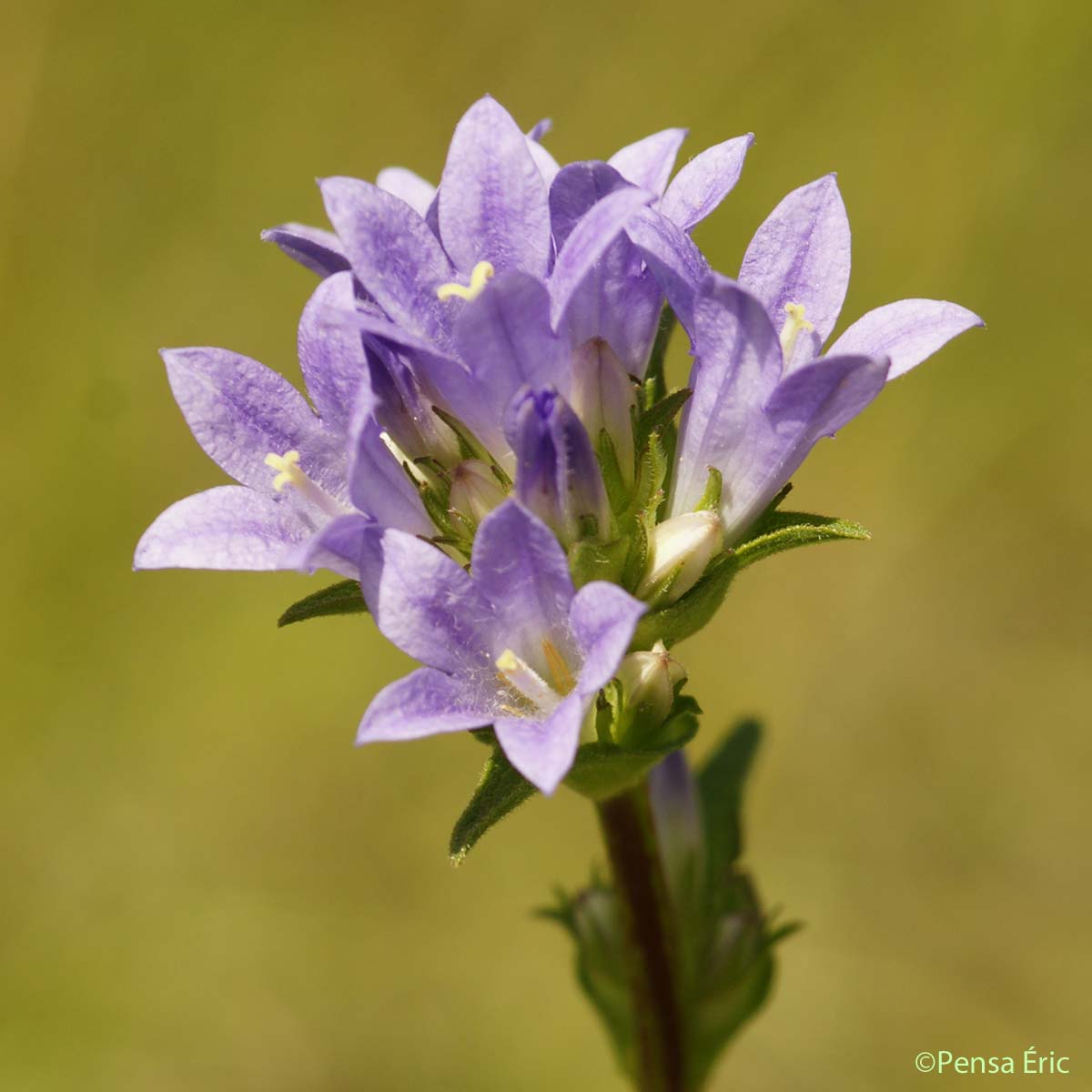 Campanule à fleurs agglomérées - Campanula glomerata subsp. glomerata