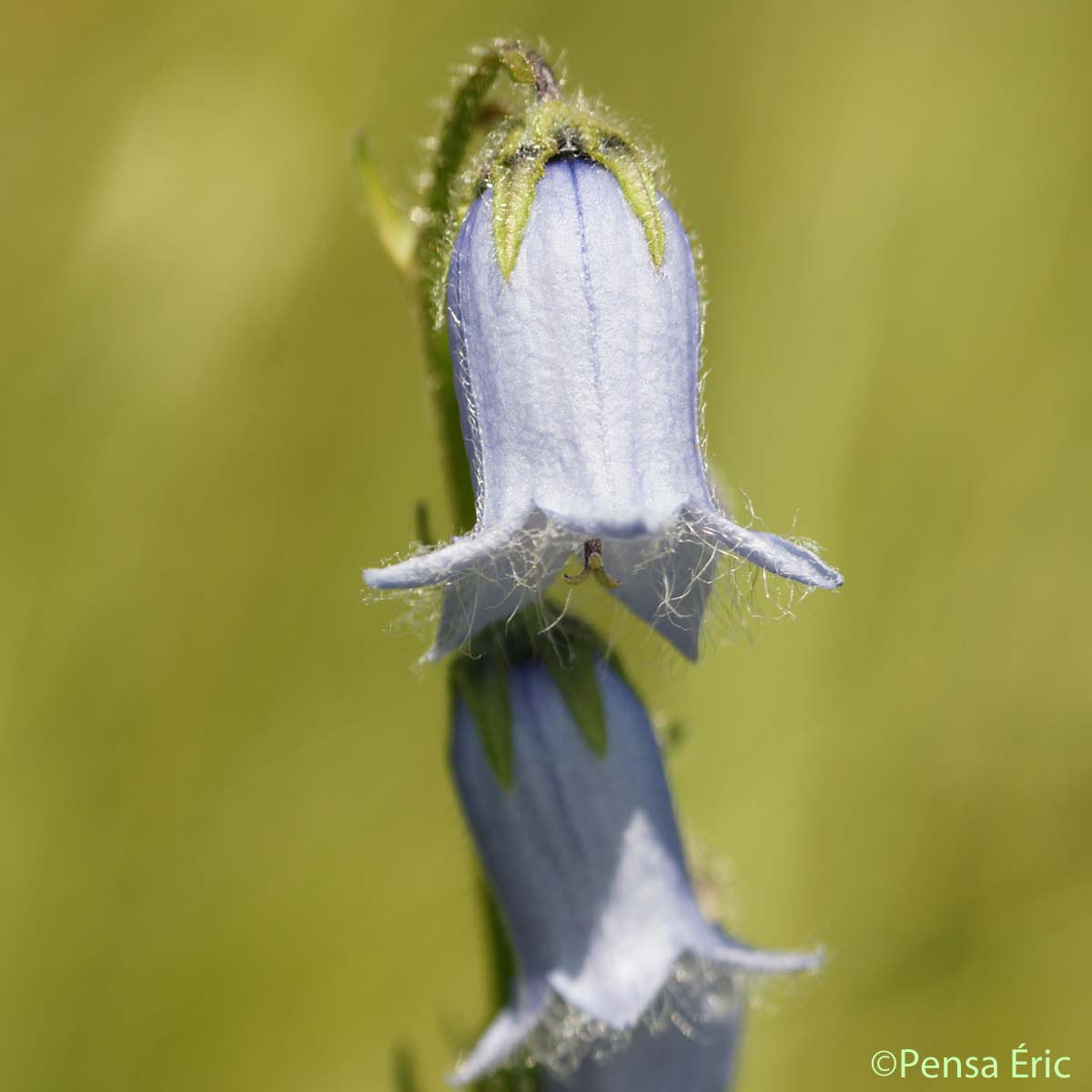 Campanule barbue - Campanula barbata